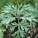 Artemisia absinthiumFoglia