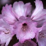 Rhododendron uvariifolium Flor