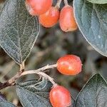 Cotoneaster franchetii Fruto