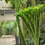 Amorphophallus titanum Hábito