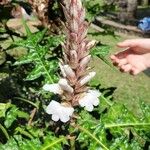 Acanthus montanus 花