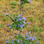 Echium vulgare Hábito