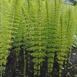 Equisetum telmateia Habit