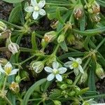 Mollugo verticillata Fleur