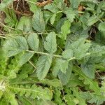 Erodium moschatum Leaf