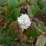 Viburnum × juddii