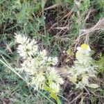 Trisetaria panicea Цветок