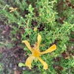 Hypericum balearicum Flor