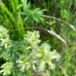 Baccharis spicata Flor