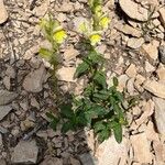 Antirrhinum latifolium Hábito