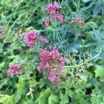 Centranthus lecoqii Flor