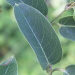 Stigmaphyllon ellipticum Hoja