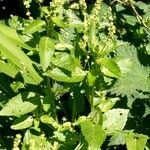 Mercurialis annua Хабит