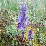 Phelipanche purpurea Flower