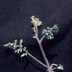 Phacelia bicolor आदत