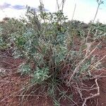 Leucas tomentosa Hábito