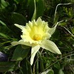 Narcissus bicolor Flors