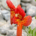Mimulus cardinalis Flor