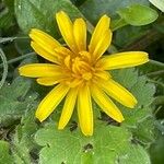 Scorzoneroides autumnalis Flower