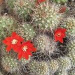 Rebutia deminuta Flor
