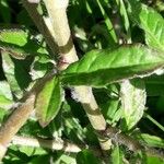 Pseudelephantopus spicatus Blatt