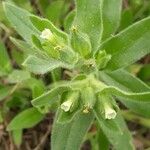 Nonea pallens Leaf