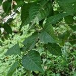 Callicarpa japonica Frunză