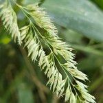 Phalaris arundinacea Cvet