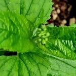 Scrophularia nodosa Leaf