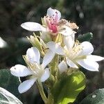 Rhaphiolepis indica Kvet