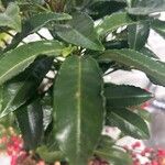 Ardisia crenata SimsList