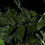 Leea guineensis Leaf