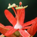Passiflora coccinea Blomma