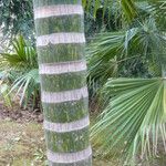 Chambeyronia macrocarpa Bark