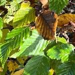 Carpinus orientalis Blad