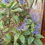 Plectranthus ecklonii Leaf