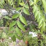 Clausena anisata Blatt