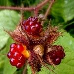 Rubus phoenicolasius Frucht