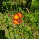 Hieracium aurantiacum Λουλούδι