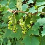 Ribes petraeumᱡᱚ