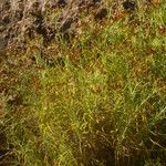 Phagnalon umbelliforme Habitus