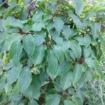 Actinidia arguta Blad