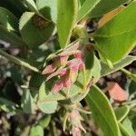 Arctostaphylos columbiana ᱥᱟᱠᱟᱢ