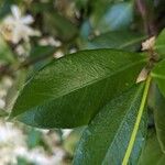 Trachelospermum jasminoides برگ