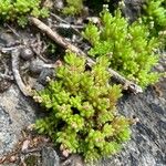 Sedum hirsutum Листок