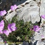 Erodium rodiei Облик