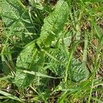 Dipsacus sativus Leaf