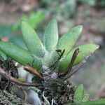 Bolusiella maudiae Leaf