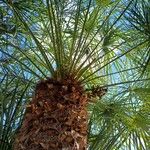 Chamaerops humilisFruit