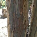 Eucalyptus globulusBark